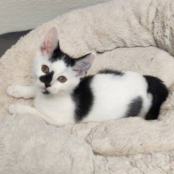 Rescue Domestic Short Hair Cats for Adoption in Greensboro, North Carolina - Piglet | PetCurious