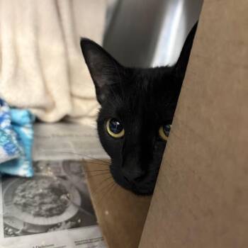 Night -  Domestic Short Hair Cat for Adoption in Pittsburgh, Pennsylvania - Night | PetCurious