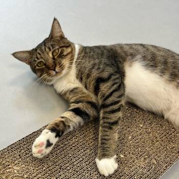 Simon -  Domestic Short Hair Cat for Adoption in Boston, Massachusetts - Simon | PetCurious