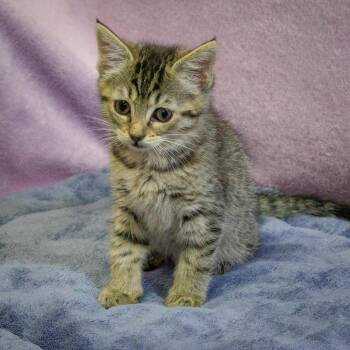 Sarah Williams -  Domestic Short Hair Cat for Adoption in Versailles, Kentucky - Sarah Williams | PetCurious