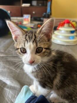 Tabby Cats Available for Adoption in San Antonio, Texas - Murphy | PetCurious