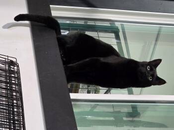 Rescue Domestic Short Hair Cats for Adoption in Idaho Falls, Idaho - Loki, Gus, Penelope | PetCurious