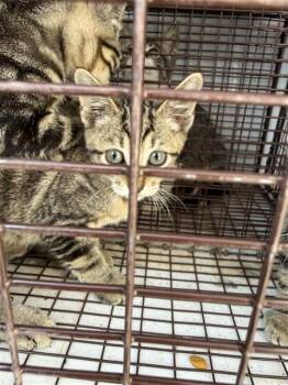 A662321 -  Domestic Short Hair Cat for Adoption in Houston, Texas - A662321 | PetCurious