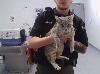 PEMBROOKE -  Domestic Short Hair Cat for Adoption in Charlotte, North Carolina - PEMBROOKE | PetCurious