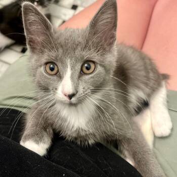 Rescue Domestic Short Hair Cats for Adoption in Westport, Connecticut - Storm (Largo 1) | PetCurious