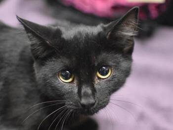 Blaze -  Domestic Short Hair Cat for Adoption in Portland, Oregon - Blaze | PetCurious