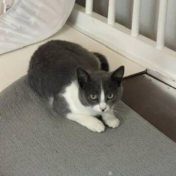 Domestic Short Hair Cats Available for Adoption in Charlotte, North Carolina - Aster | PetCurious