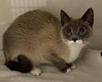 Domestic Short Hair Cats Available for Adoption - Marshmellow | PetCurious