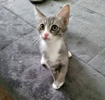 FRODO -  Domestic Short Hair Cat for Adoption in West Valley City, Utah - FRODO | PetCurious