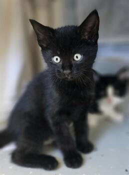 JUNO* -  Domestic Short Hair Cat for Adoption in Santa Cruz, California - JUNO* | PetCurious