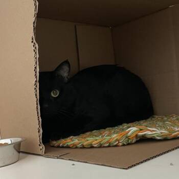 Blanket Dragon - Bonded With Basketball Wizard -  Domestic Short Hair Cat for Adoption in Des Moines, Iowa - Blanket Dragon - Bonded With Basketball Wizard | PetCurious
