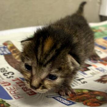 Nyla -  Domestic Short Hair Cat for Adoption in Yuma, Arizona - Nyla | PetCurious