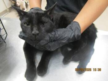 (645) -  Domestic Short Hair Cat for Adoption in Marietta, Georgia - (645) | PetCurious