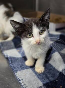 Penny -  Domestic Short Hair Cat for Adoption in Danielsville, Georgia - Penny | PetCurious