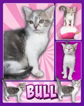 Bull -  Domestic Short Hair Cat for Adoption in Fremont, Nebraska - Bull | PetCurious