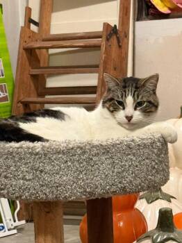 Houser -  Domestic Short Hair Cat for Adoption in Little Rock, Arkansas - Houser | PetCurious