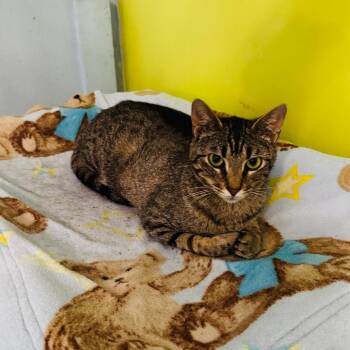 Petunia -  Domestic Short Hair Cat for Adoption in Brownsboro, Alabama - Petunia | PetCurious