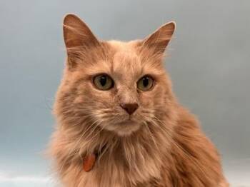 Sammy -  Domestic Long Hair Cat for Adoption in Woodbury, Minnesota - Sammy | PetCurious