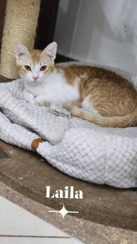 Domestic Short Hair Cats Available for Adoption - Laila | PetCurious