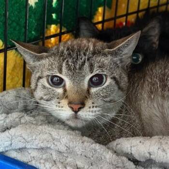 Leah -  Domestic Short Hair Cat for Adoption in Cumming, Georgia - Leah | PetCurious