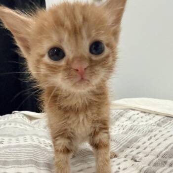 Domestic Short Hair Cats Available for Adoption in Dallas, Texas - Aperol | PetCurious