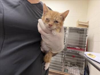 PATCHES -  Domestic Short Hair Cat for Adoption in Santa Fe, New Mexico - PATCHES | PetCurious