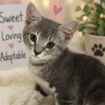 Sophie -  Domestic Short Hair and Tabby Cat for Adoption in Antioch, California - Sophie | PetCurious