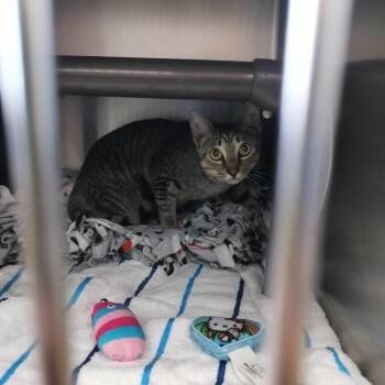 Bugatti -  Domestic Short Hair Cat for Adoption - Bugatti | PetCurious