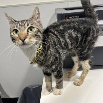 Papi -  Domestic Short Hair Cat for Adoption in Tampa, Florida - Papi | PetCurious