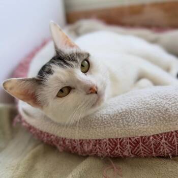 Sweetpea -  Domestic Short Hair Cat for Adoption in Ridgely, Maryland - Sweetpea | PetCurious