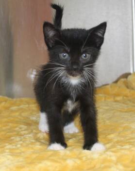Domestic Short Hair and Tuxedo Cats Available for Adoption in Prattville, Alabama - Stevie - 43476 | PetCurious
