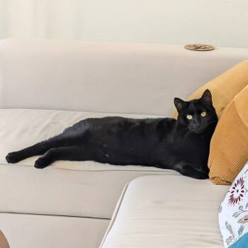 Rudy -  Domestic Short Hair Cat for Adoption in Portland, Oregon - Rudy | PetCurious