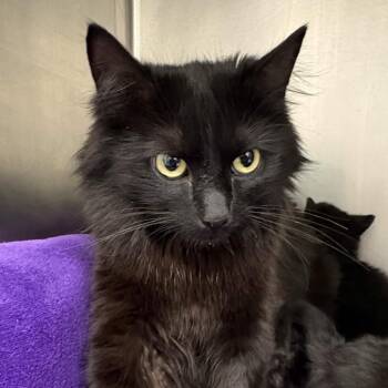 Domestic Medium Hair Cats Available for Adoption in Gloucester, Virginia - Sable | PetCurious