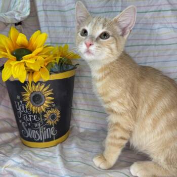 Wheat Thin -  Domestic Short Hair and American Shorthair Cat for Adoption in Mount Vernon, Illinois - Wheat Thin | PetCurious