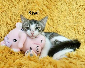 Kiwi -  Turkish Van Cat for Adoption in St. Augustine, Florida - Kiwi | PetCurious