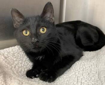 Domestic Short Hair Cats Available for Adoption - Caviar | PetCurious