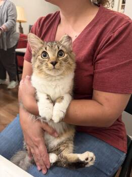 Fancy Pants -  Domestic Long Hair Cat for Adoption in Camden, South Carolina - Fancy Pants | PetCurious