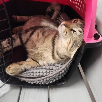 Tabby and Domestic Short Hair Cats Available for Adoption in Monrovia, California - Lyon (FIV+) | PetCurious