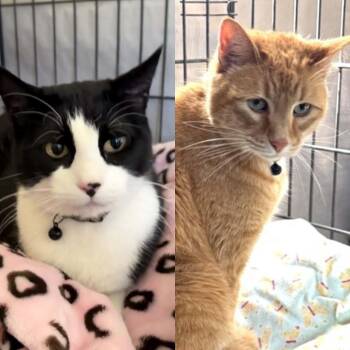 Manx and Domestic Short Hair Cats Available for Adoption in Ogden, Utah - Murphy | PetCurious