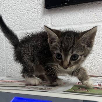 Domestic Short Hair Cats Available for Adoption in Edinburg, Texas - Panda | PetCurious
