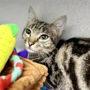Essie -  Domestic Short Hair Cat for Adoption in Atlanta, Georgia - Essie | PetCurious