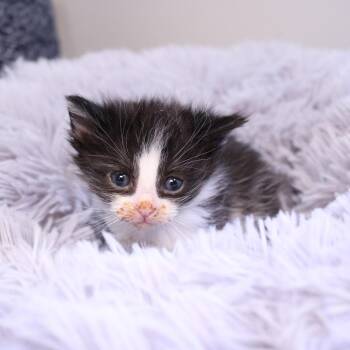 Flip (26-1R-1) -  Domestic Short Hair Cat for Adoption in Rifle, Colorado - Flip (26-1R-1) | PetCurious