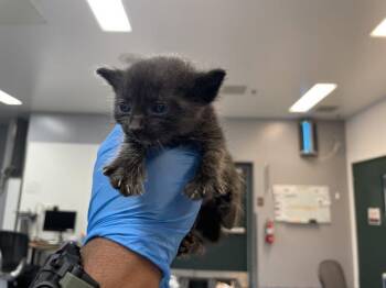 A1911897 -  Domestic Short Hair Cat for Adoption in Thousand Palms, California - A1911897 | PetCurious