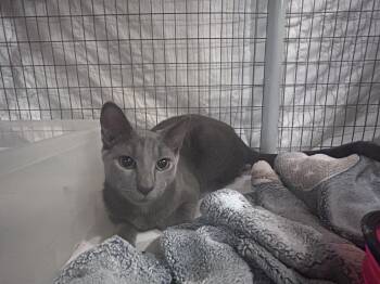 Rescue Domestic Short Hair Cats for Adoption in Palisades Park, New Jersey - Rip Current | PetCurious