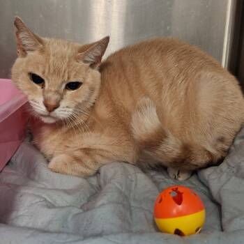 Rescue Domestic Short Hair Cats for Adoption in Lakeland, Florida - Buffy | PetCurious