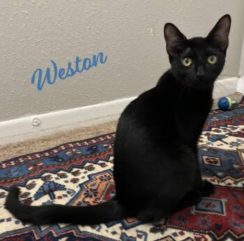 Weston #magnificent-7-litter -  Bombay and American Shorthair Cat for Adoption in Houston, Texas - Weston #magnificent-7-litter | PetCurious