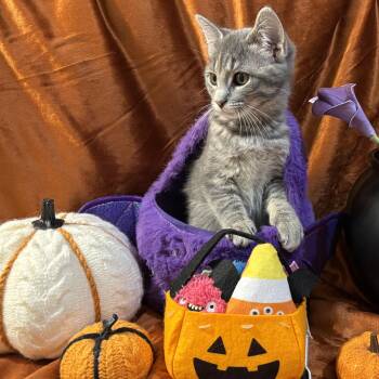 Trixie -  Domestic Short Hair Cat for Adoption in Watertown, Wisconsin - Trixie | PetCurious