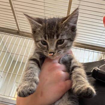 Pinkey -  Domestic Short Hair Cat for Adoption in Bristol, Indiana - Pinkey | PetCurious