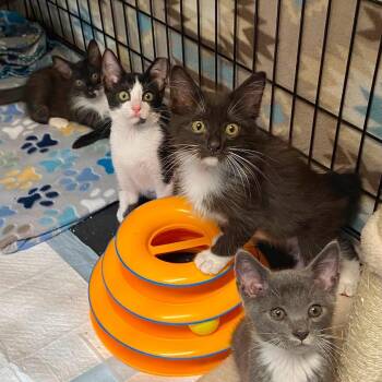 Razzle -  Domestic Short Hair Cat for Adoption in Lutz, Florida - Razzle | PetCurious