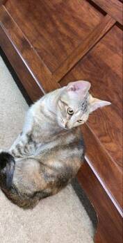 Subira -  Domestic Short Hair Cat for Adoption in Glenfield, New York - Subira | PetCurious